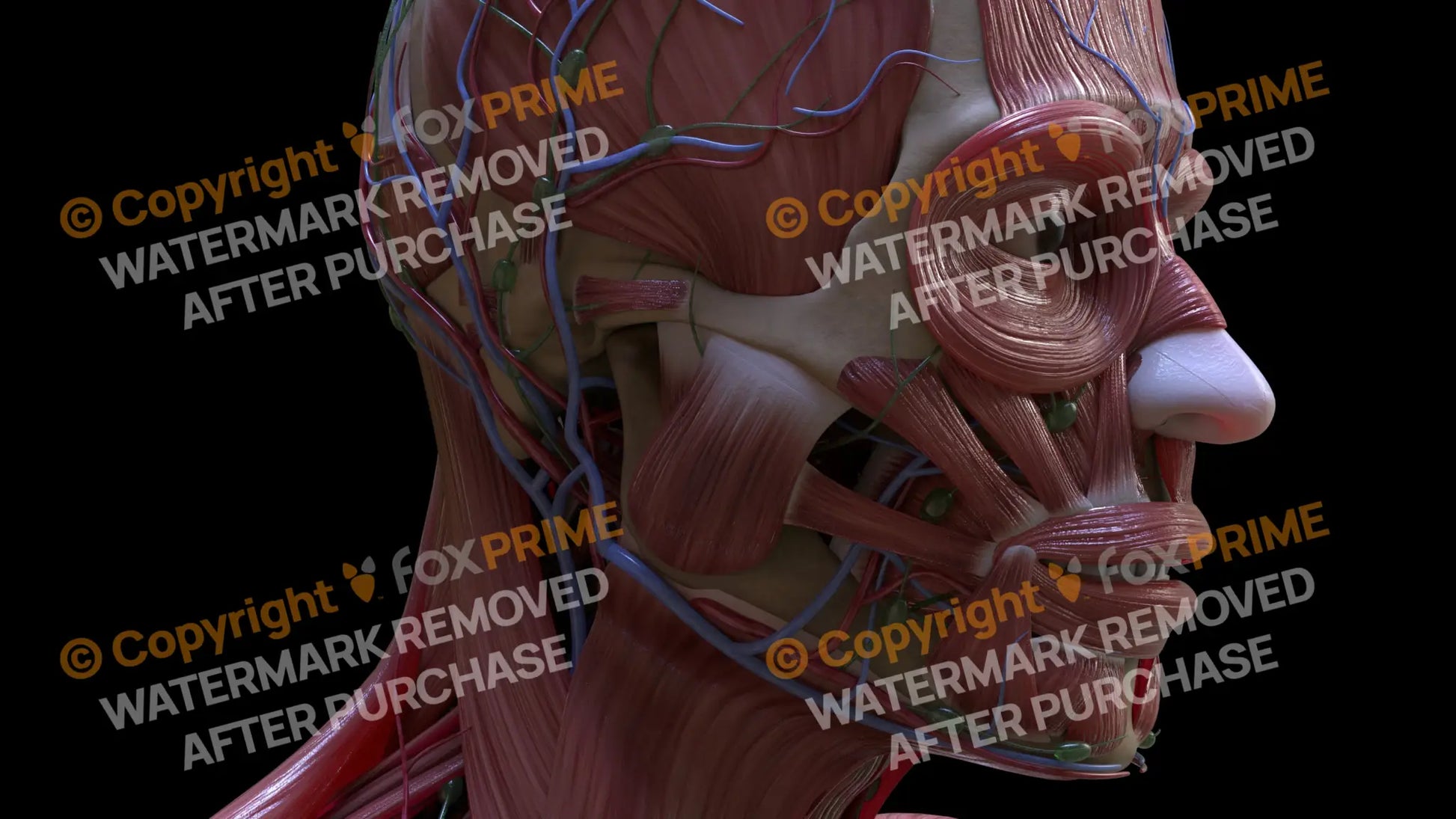 Muscular System Masseter 3 Still Shot
