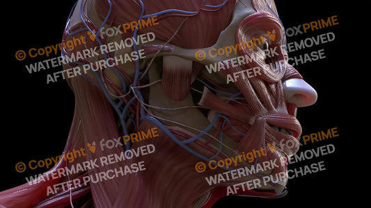 Muscular System Masseter 4 Still Shot