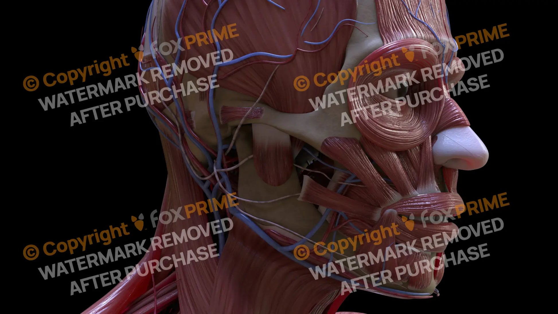 Muscular System Masseter 6 Still Shot