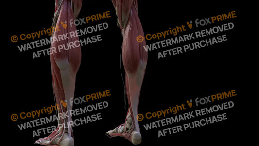 Muscular System Medial Head Gastrocnemius 2 Still Shot