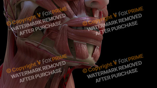 Muscular System Mentalis 2 Still Shot