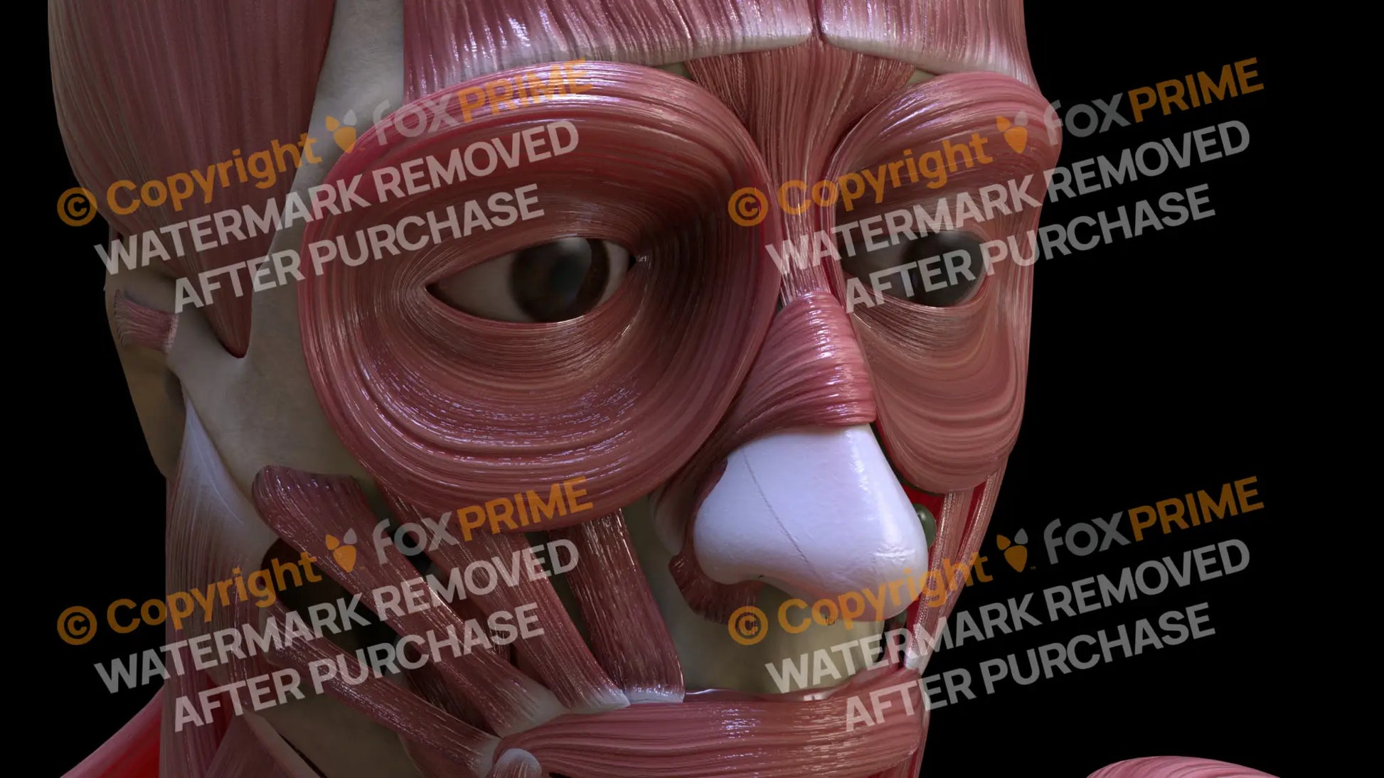 Muscular System Nasalis 2 Still Shot