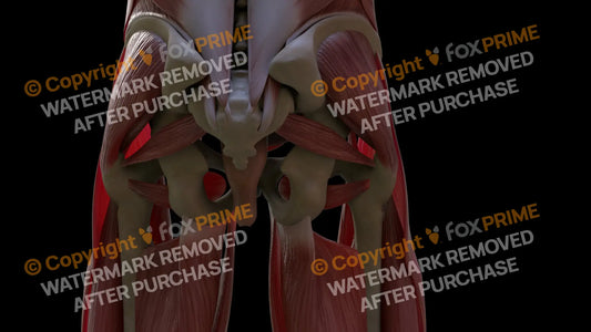 Muscular System Obturator Externus 2 Still Shot