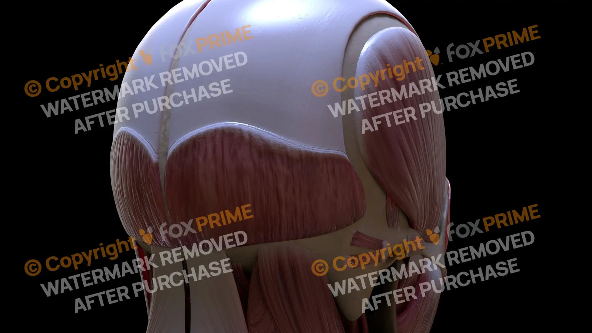 Muscular System Occipitalis 3 Still Shot