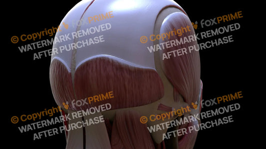 Muscular System Occipitalis 3 Still Shot