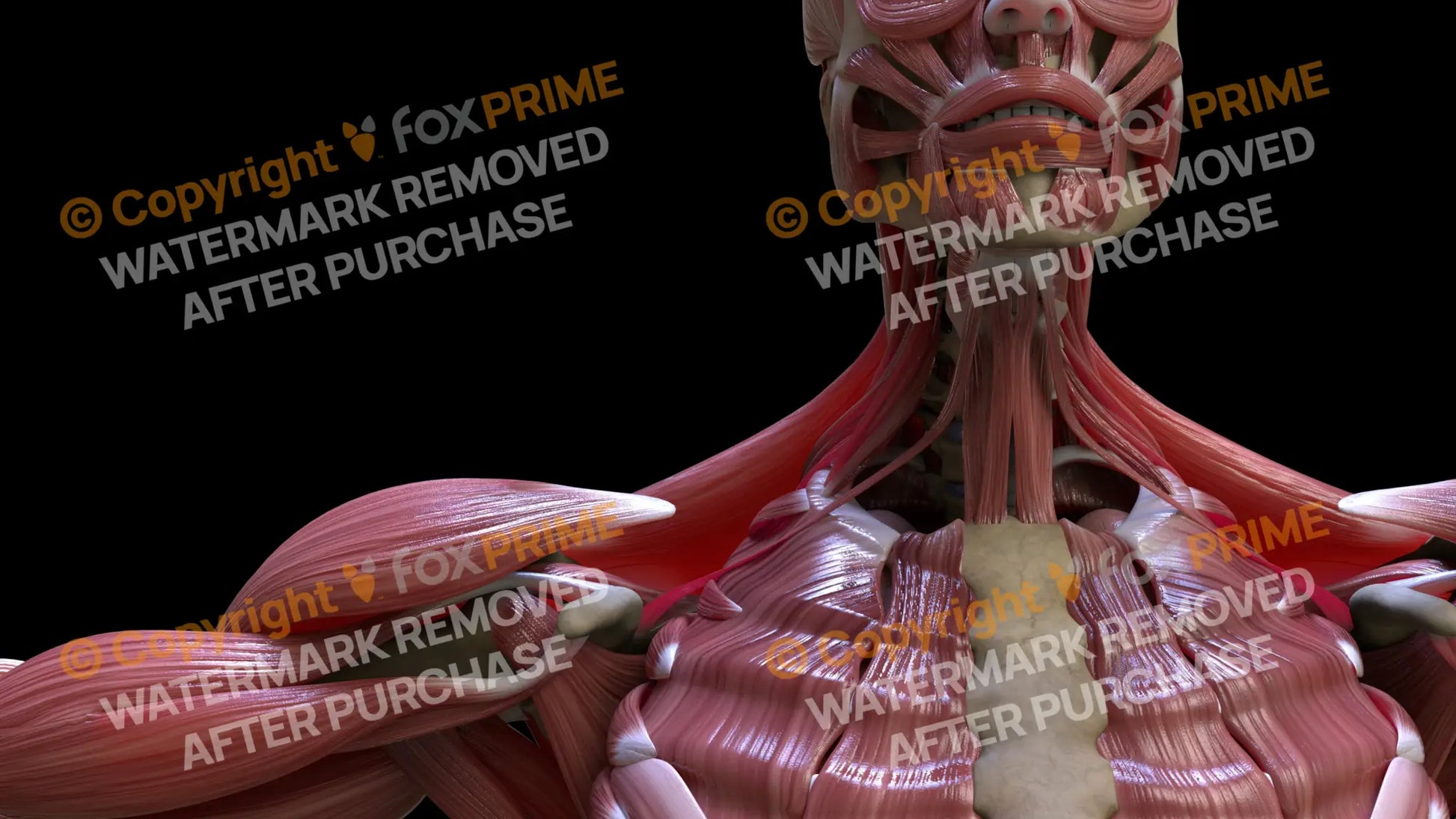 Muscular System Omohyoideus 2 Still Shot