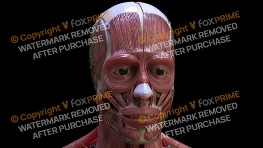 Muscular System Orbicularis Oculi 4 Still Shot