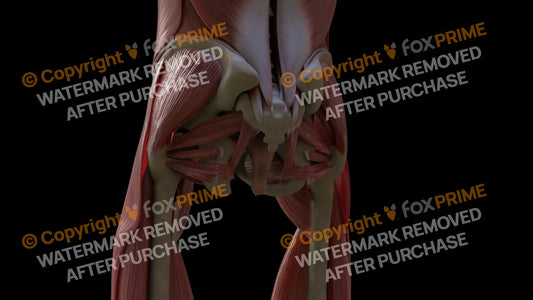 Muscular System Pectineus 1 Still Shot