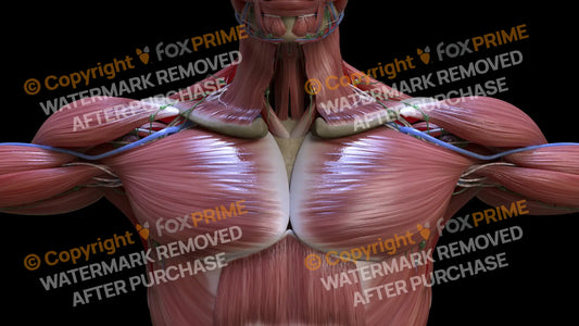 Muscular System Pectoralis 1 Still Shot