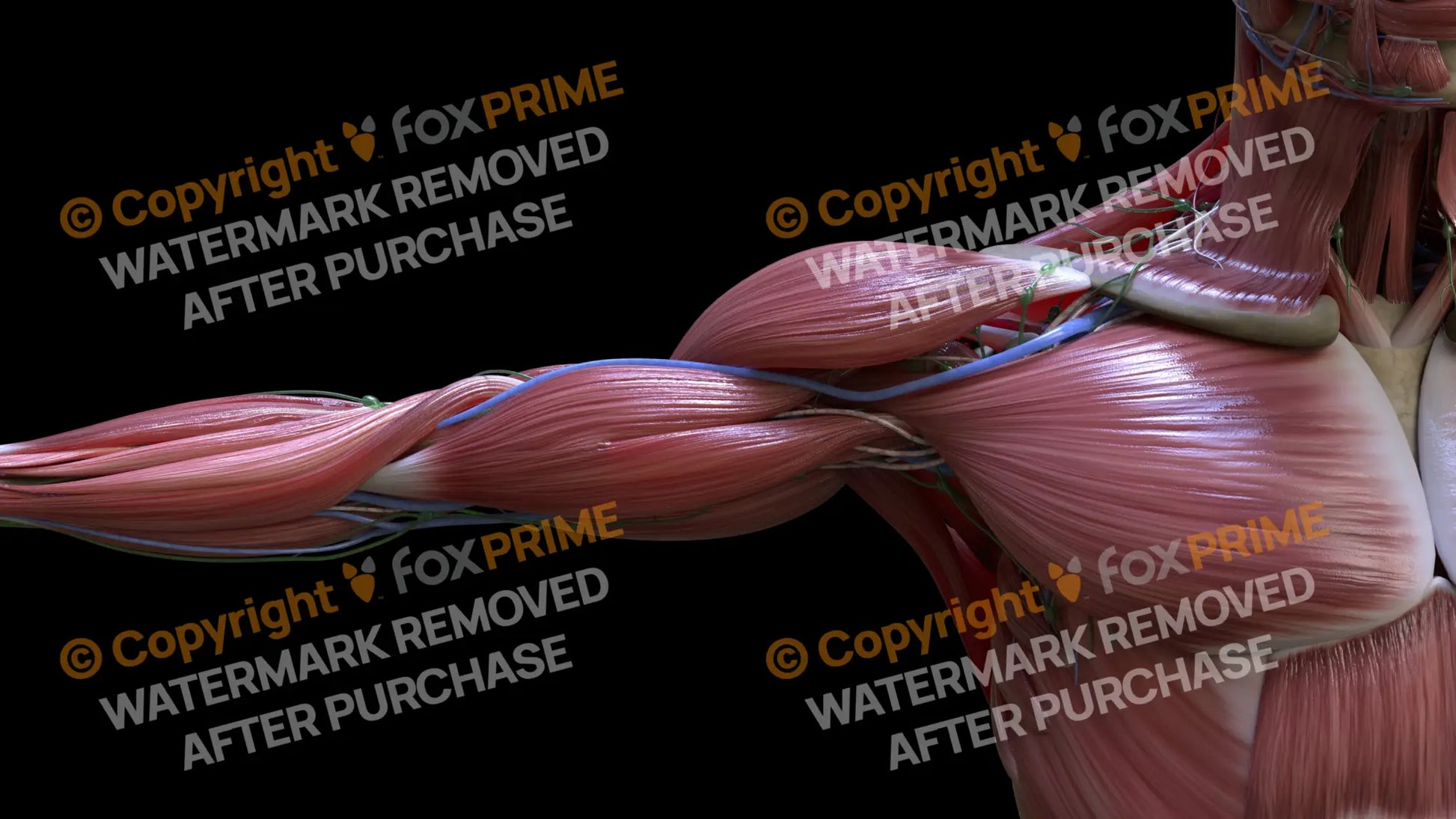 Muscular System Pectoralis 2 Still Shot
