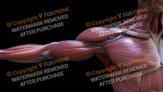 Muscular System Pectoralis 2 Still Shot