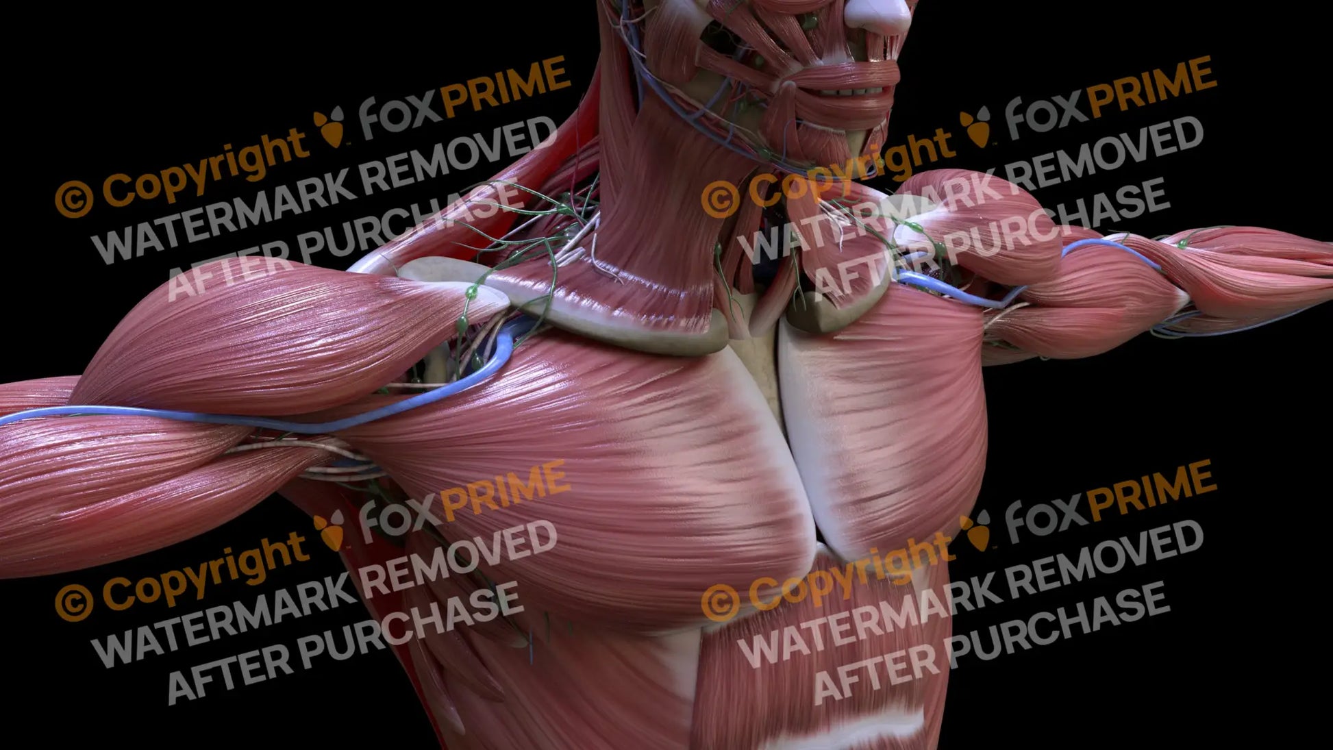 Muscular System Pectoralis 3 Still Shot