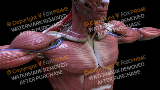 Muscular System Pectoralis 3 Still Shot