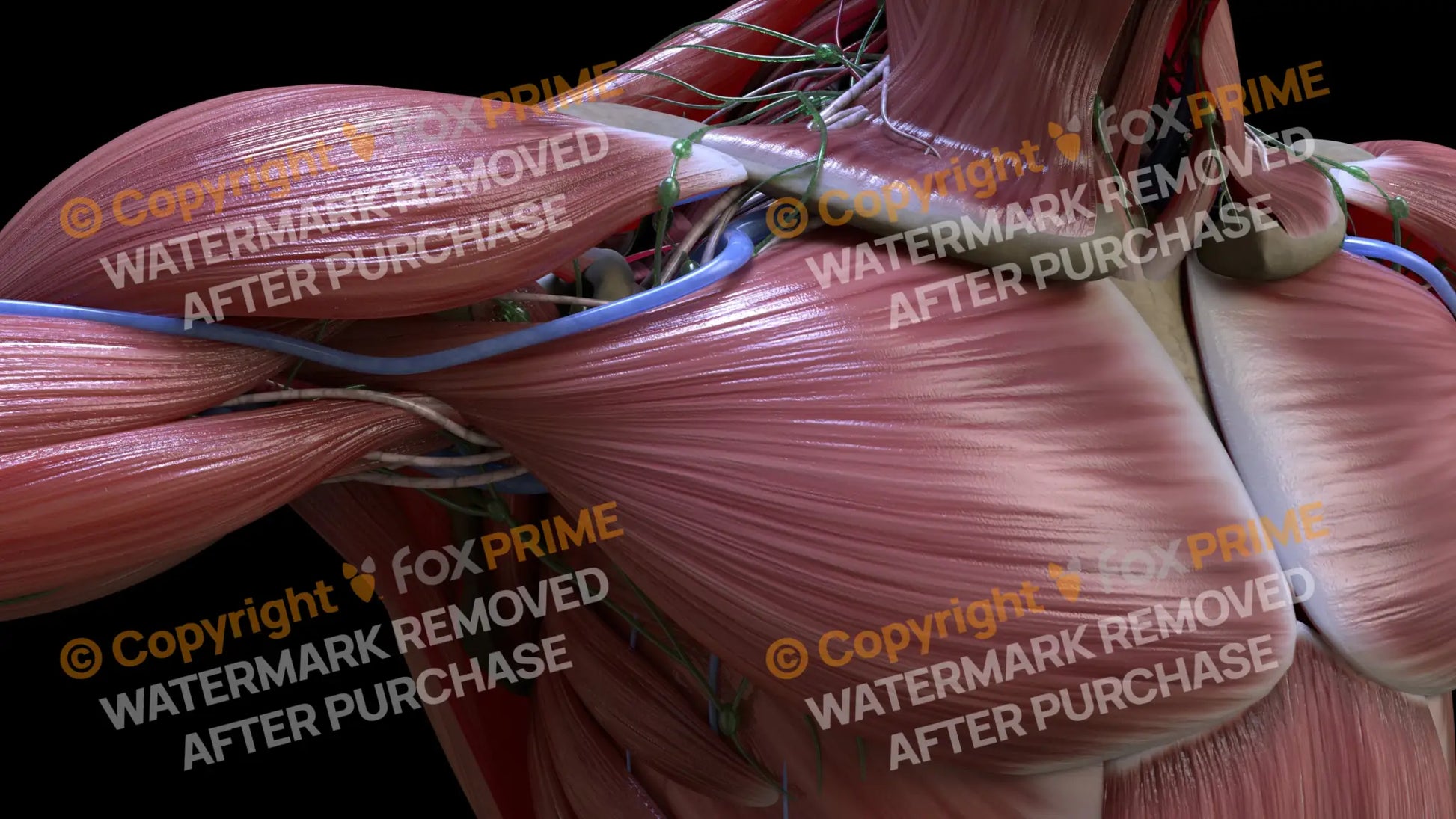 Muscular System Pectoralis 4 Still Shot