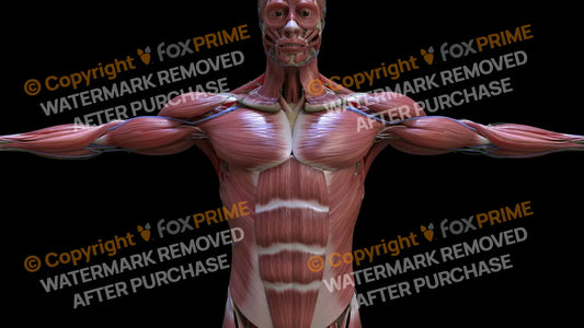Muscular System Pectoralis 5 Still Shot