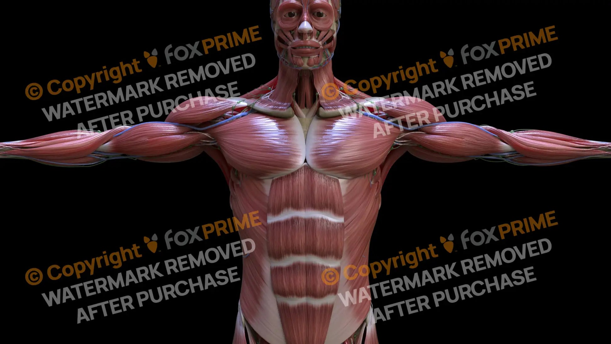 Muscular System Pectoralis 5 Still Shot