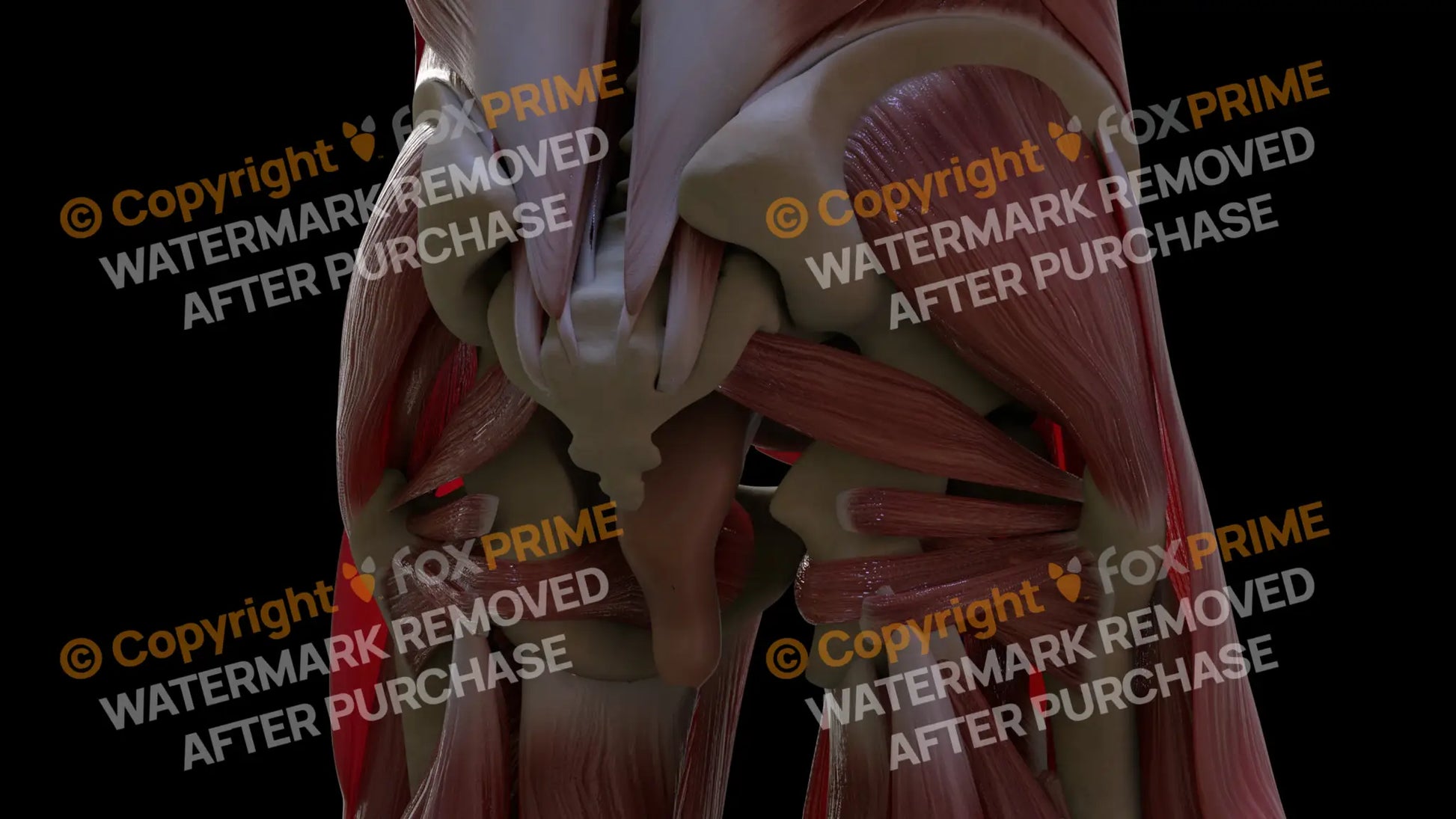 Muscular System Piriformis 1 Still Shot