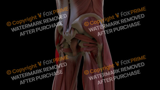 Muscular System Piriformis 2 Still Shot