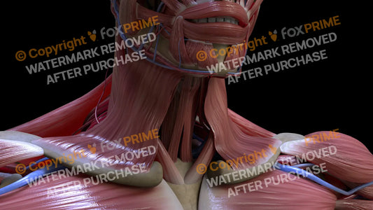 Muscular System Platysma 2 Still Shot