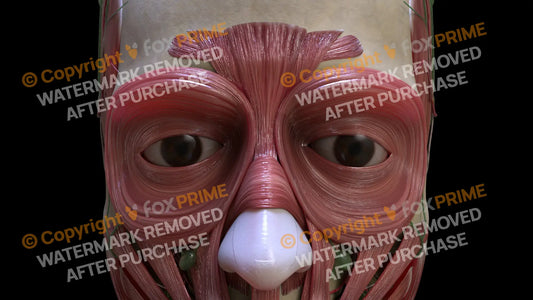 Muscular System Procerus 1 Still Shot