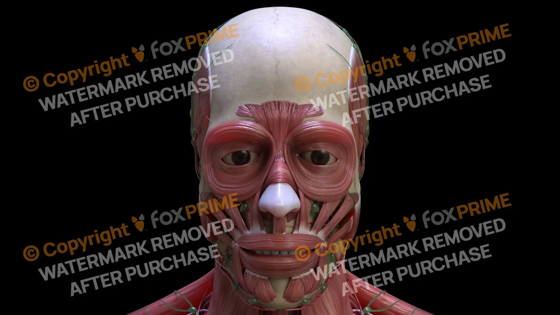 Muscular System Procerus 2 Still Shot