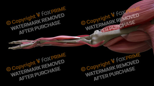 Muscular System Pronator Teres 1 Still Shot