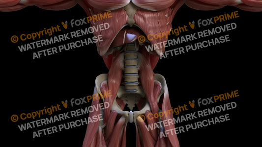Muscular System Psoas Major 1 Still Shot