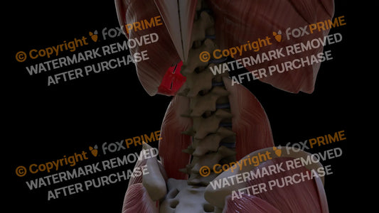 Muscular System Psoas Major 4 Still Shot