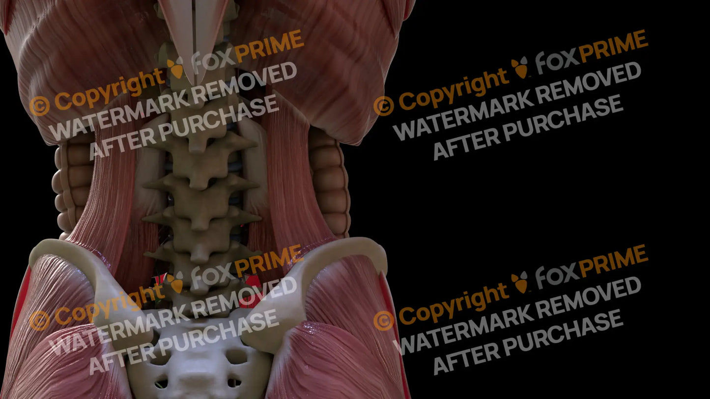 Muscular System Quadratus Lumborum 1 Still Shot