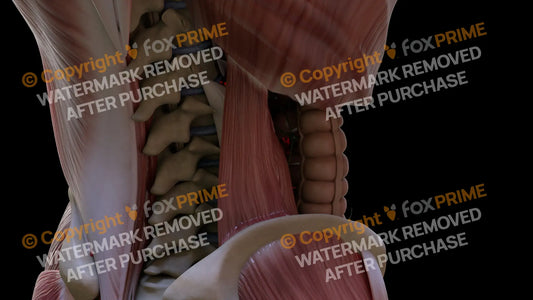 Muscular System Quadratus Lumborum 3 Still Shot