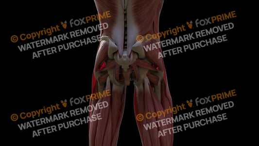 Muscular System Quadriceps Femoris 1 Still Shot