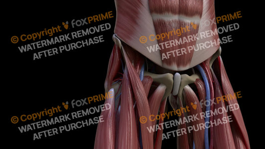 Muscular System Rectus Femoris 3 Still Shot