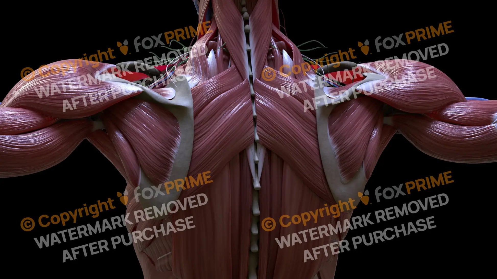 Muscular System Rhomboid Major 1 Still Shot