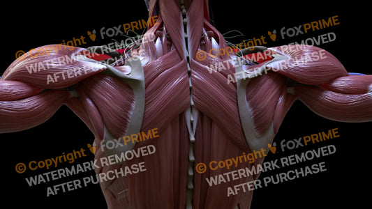 Muscular System Rhomboid Major 1 Still Shot