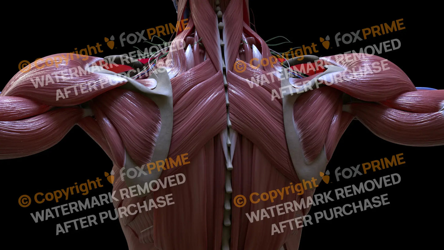Muscular System Rhomboid Major 1 Still Shot
