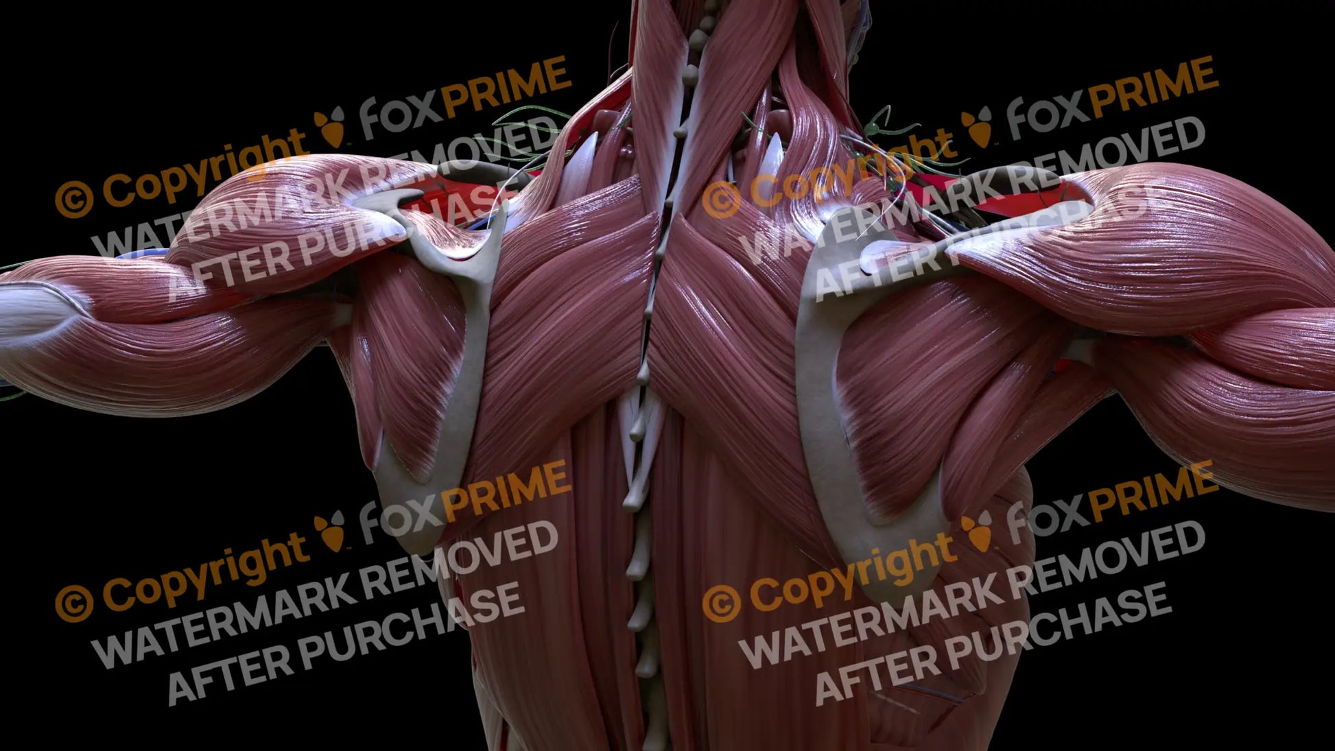 Muscular System Rhomboid Major 2 Still Shot