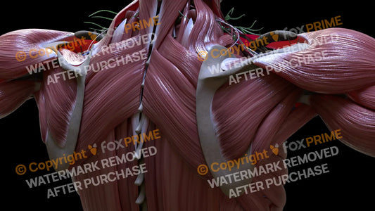 Muscular System Rhomboid Major 3 Still Shot
