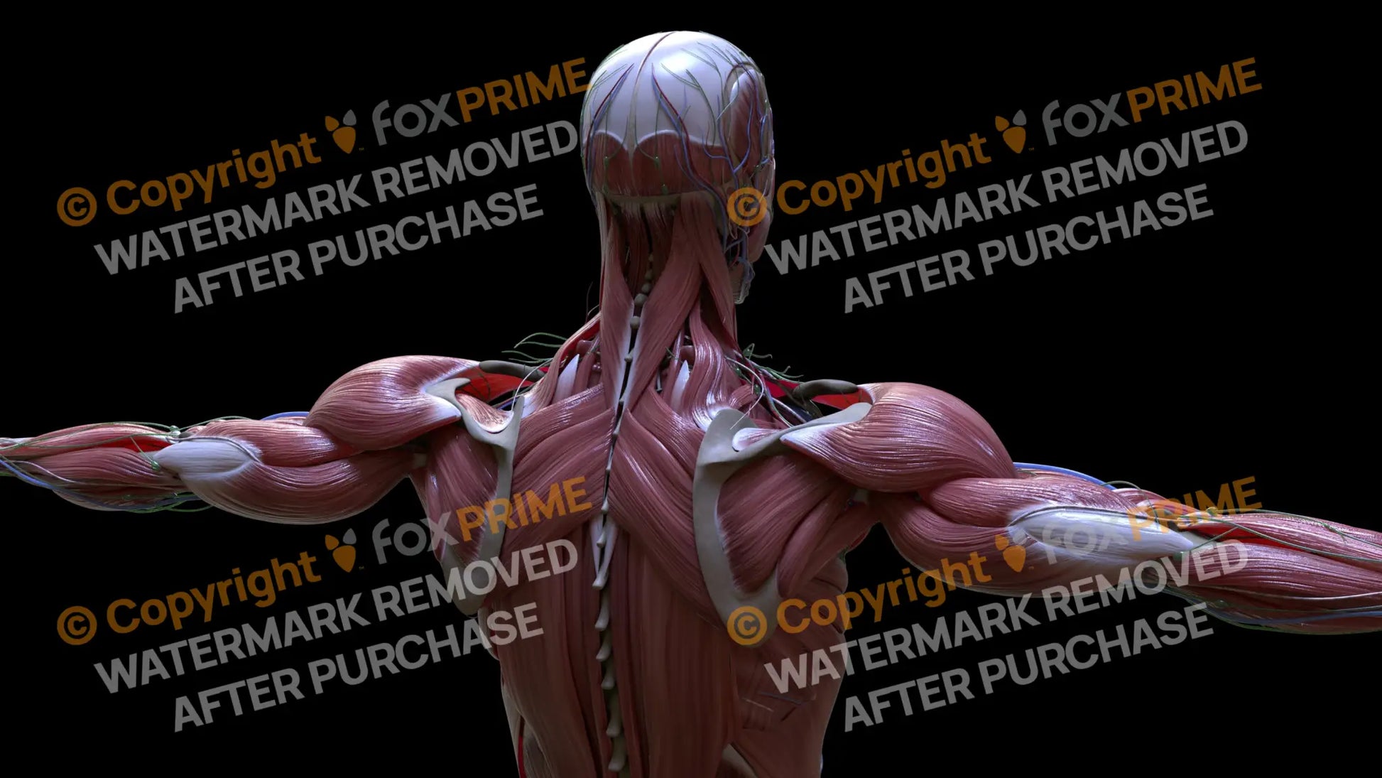 Muscular System Rhomboid Major 4 Still Shot