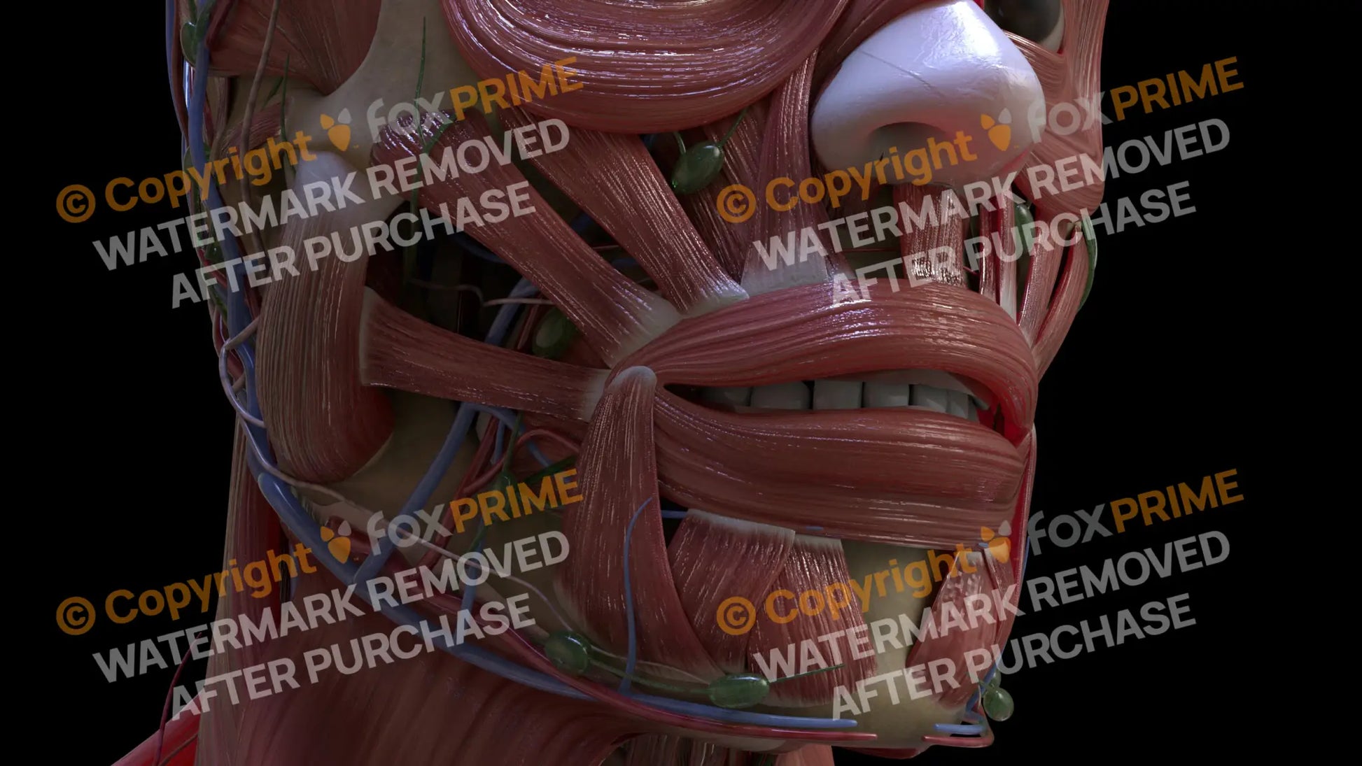 Muscular System Risorius 1 Still Shot