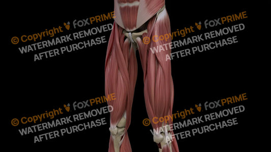 Muscular System Sartorius 1 Still Shot