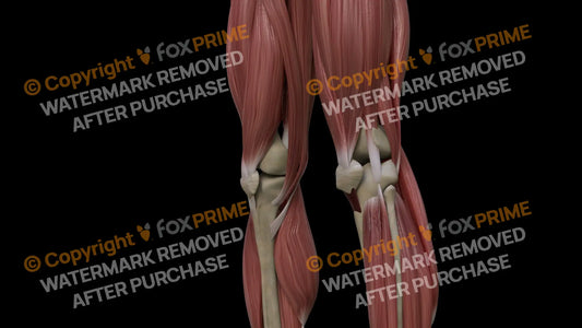 Muscular System Sartorius 2 Still Shot