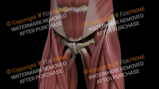 Muscular System Sartorius 3 Still Shot