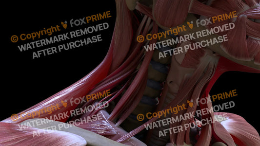 Muscular System Scalenus 1 Still Shot
