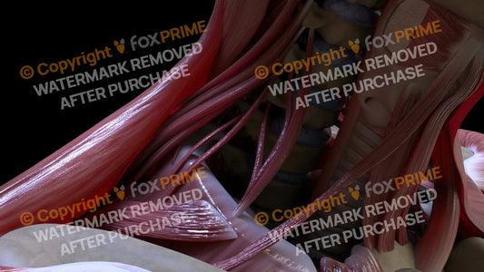 Muscular System Scalenus Anterior 1 Still Shot