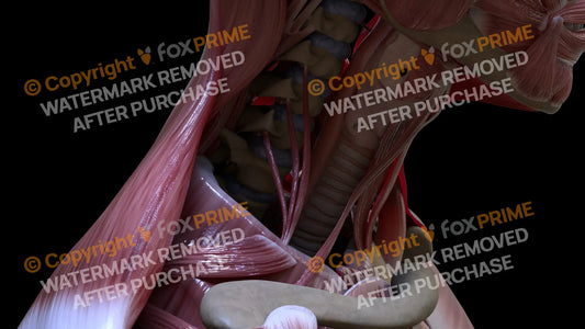 Muscular System Scalenus Anterior 2 Still Shot