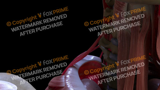 Muscular System Scalenus Posterior 1 Still Shot
