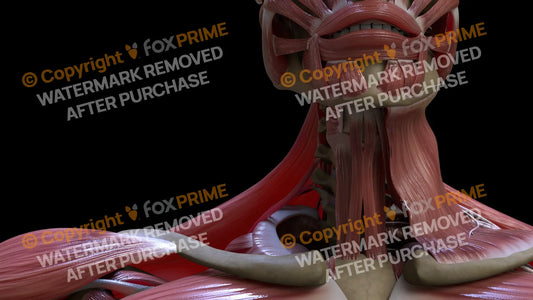 Muscular System Scalenus Posterior 2 Still Shot