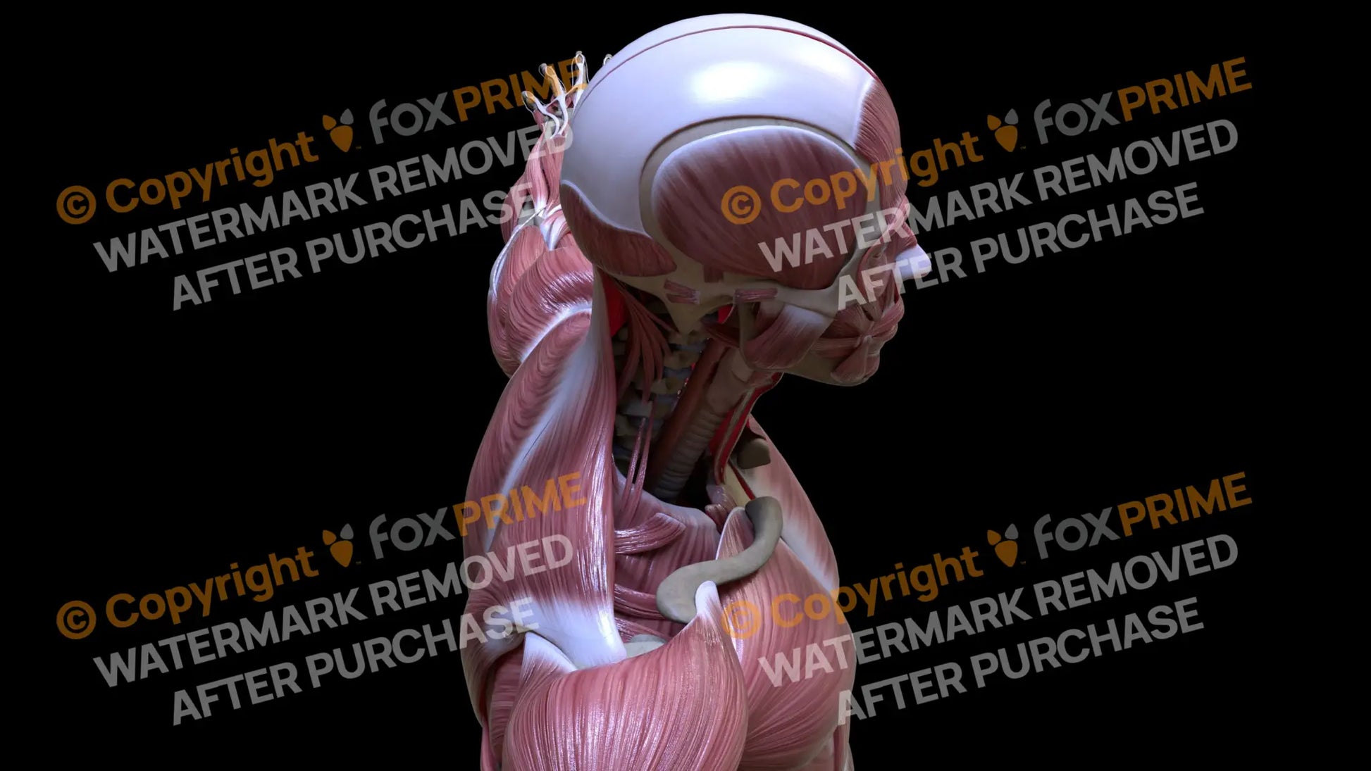 Muscular System Scalenus Posterior 3 Still Shot