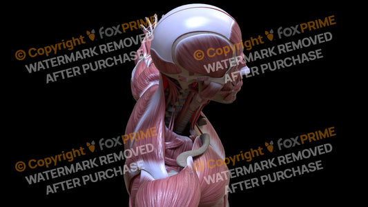Muscular System Scalenus Posterior 3 Still Shot