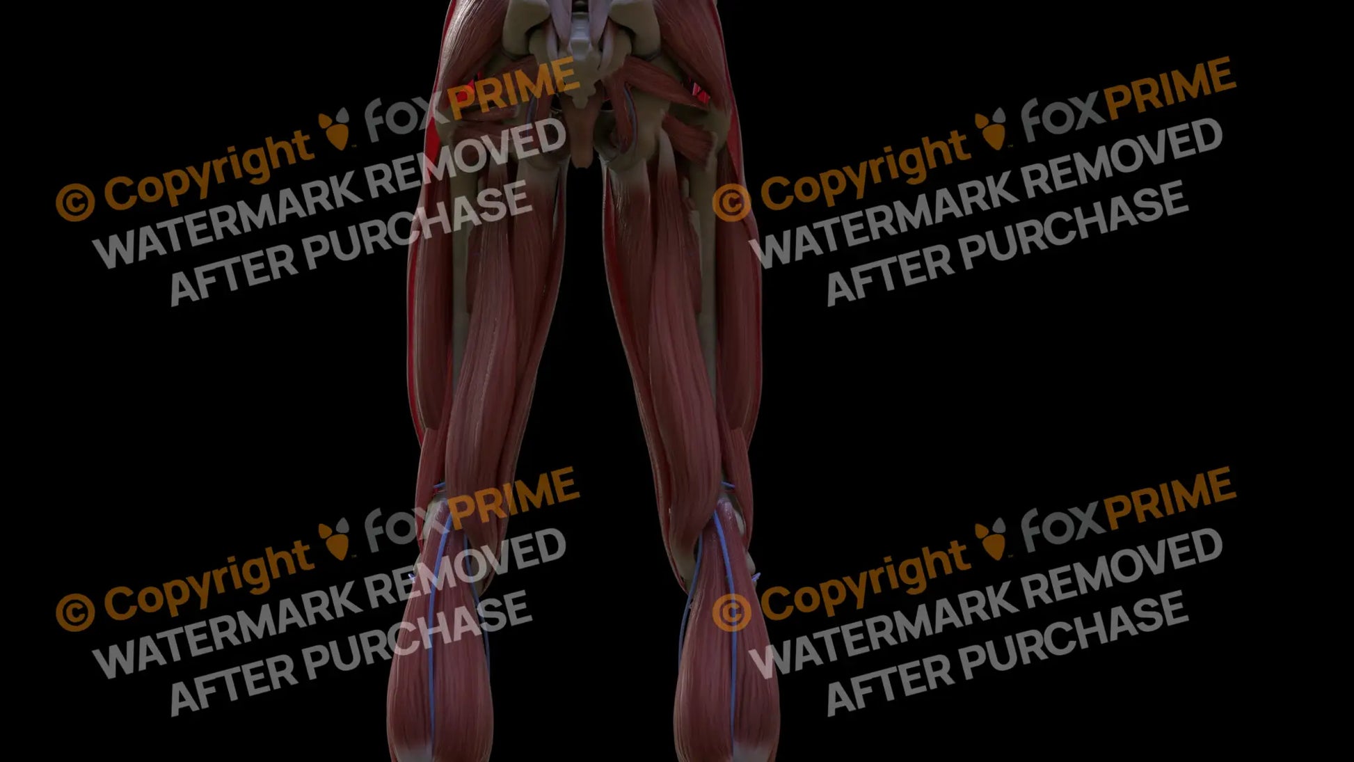 Muscular System Semimembranosus 1 Still Shot